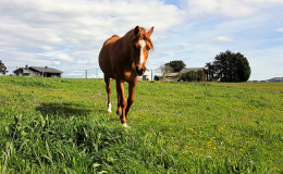 03 Casa caballo